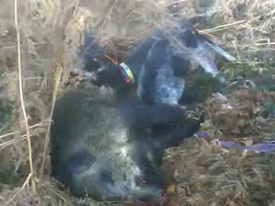 scene de chasse a biert