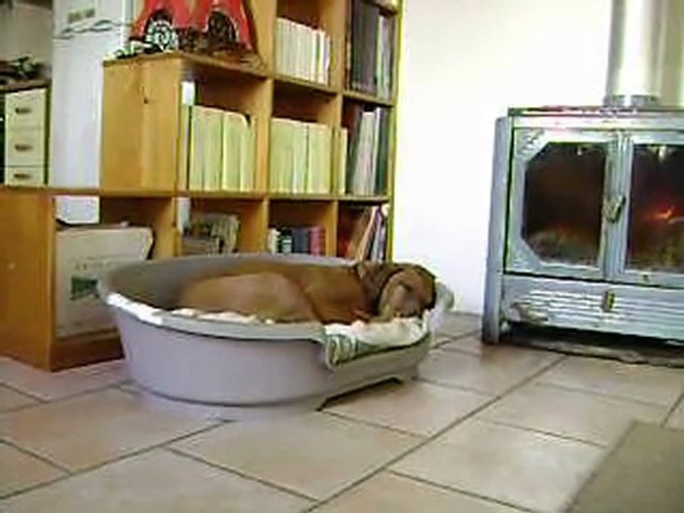 sursauts anormaux chien 2