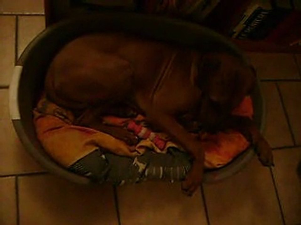 sursauts anormaux chien 3