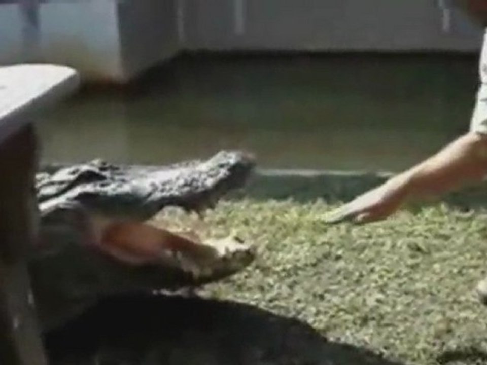 disco alligator