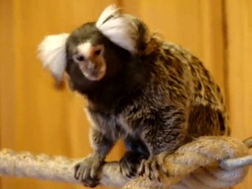 ouistiti la maman et son bebe