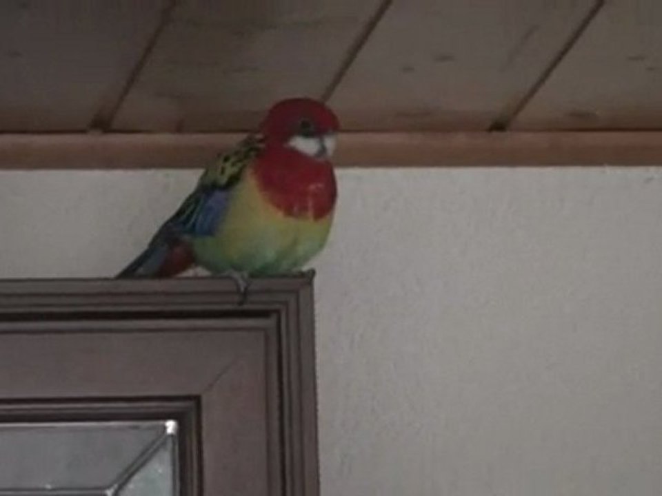 tahiti qui fait son imitation du téléphone