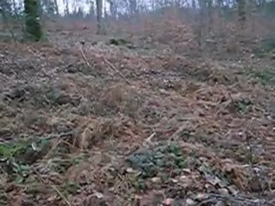 Rapproché teckels Ecouves LES SAUVAGERES