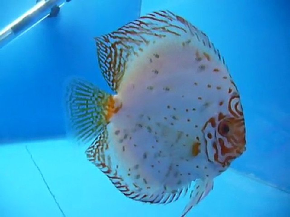 White butterfly baba yavruları ile