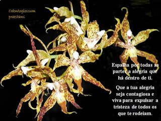 ORQUIDEAS DE MOYOBAMBA