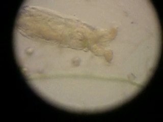 La faune des bacs à fleurs