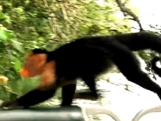 INTERCONTINENTAL BONITA RESORT Concierge Video