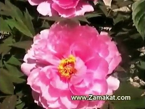 Дървовиден божур - градина Замъкът