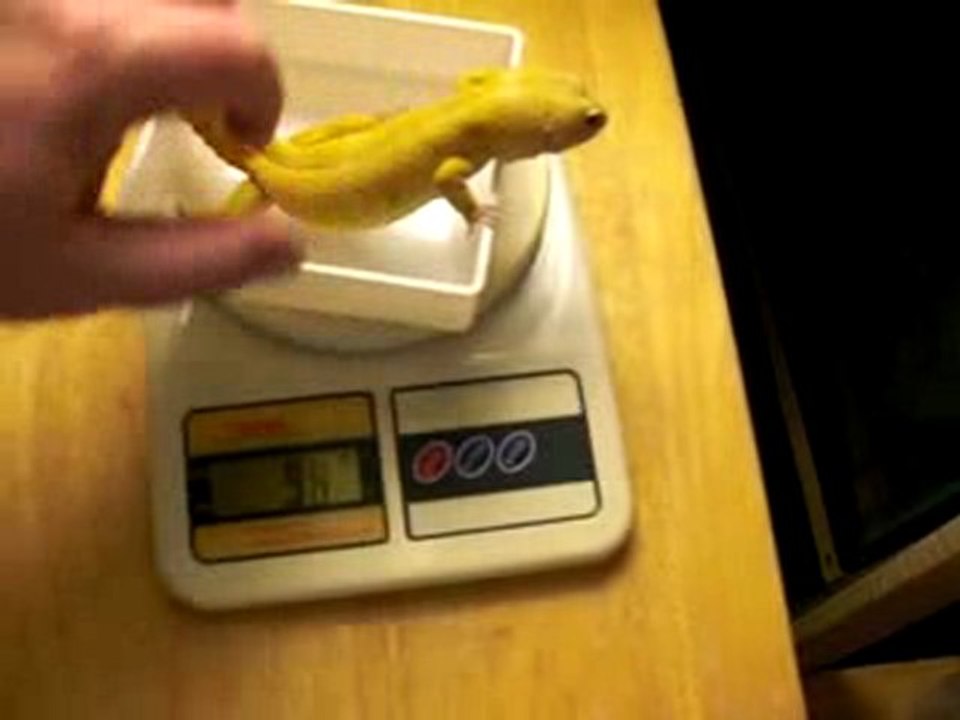 Tank - our largest leopard gecko