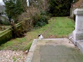 la sortie des chiots de 6 semaines