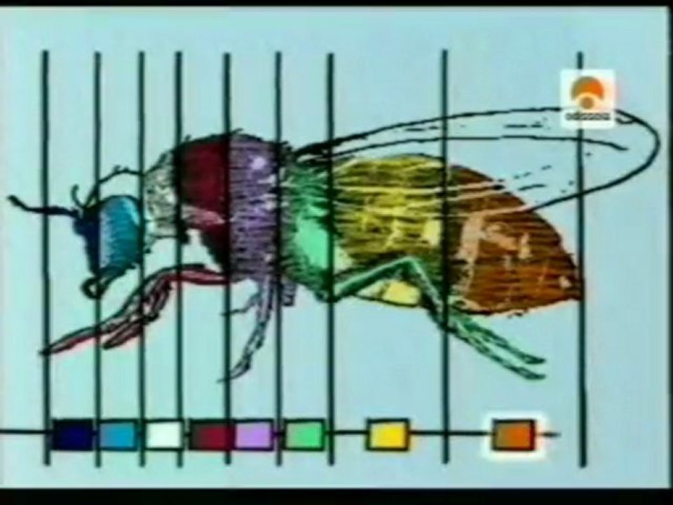 Interruptores geneticos: Genes HOX (Walter Gehring)