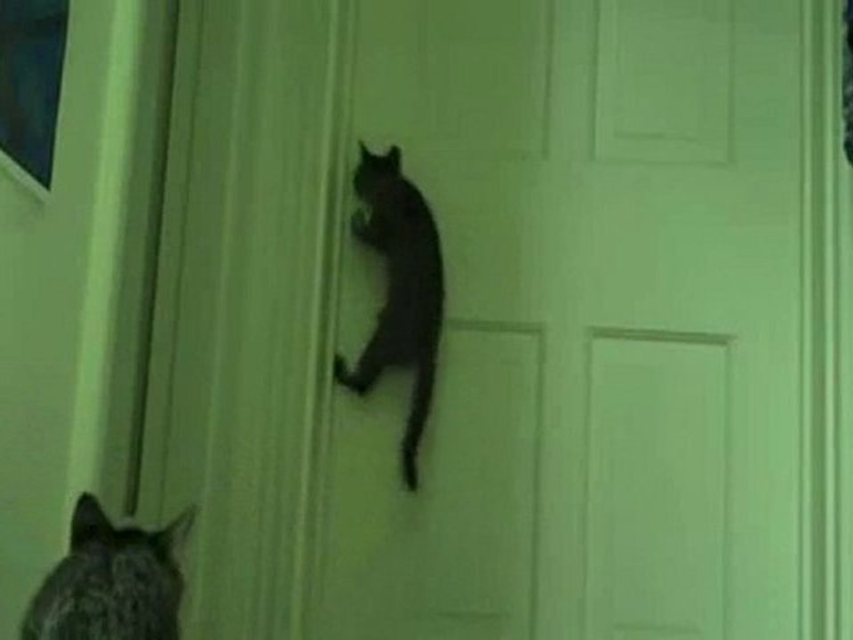 DOOR OPENING CAT