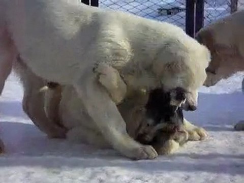 Сен Сао Максат и Мелим