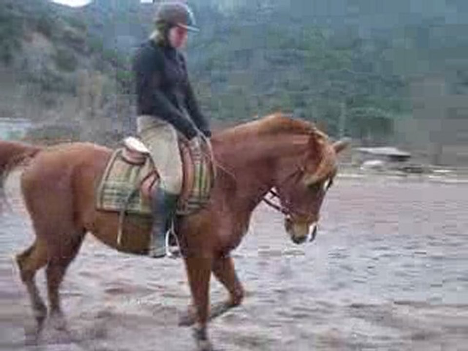 séance au trot janvier 2010