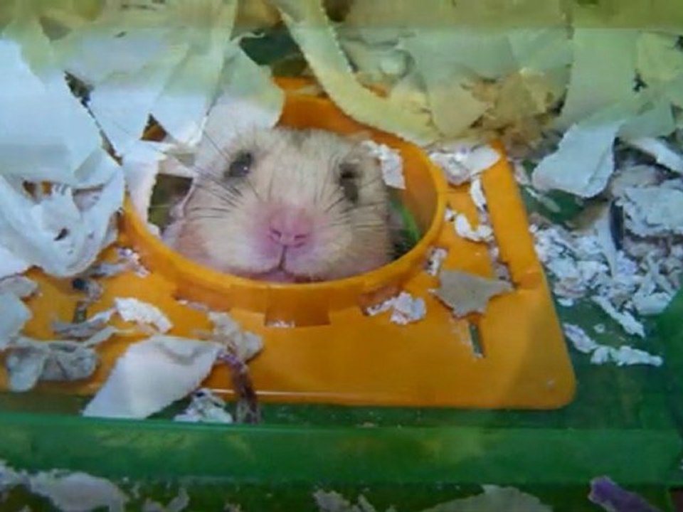 Furry Talk #12 Hamsters please !