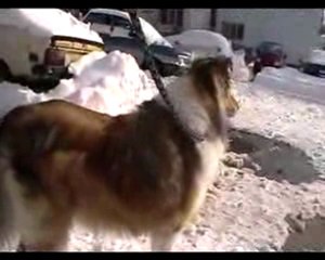 Bucharest Winter Ianuarie  2010 cd1