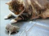 القط والفأر
