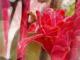 Rosas de Porcelana de Angola