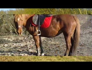 CANDY DU BOIS DES FEES(a vendre)