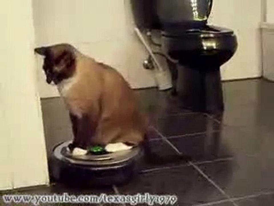 CHAT ASPIRATEUR