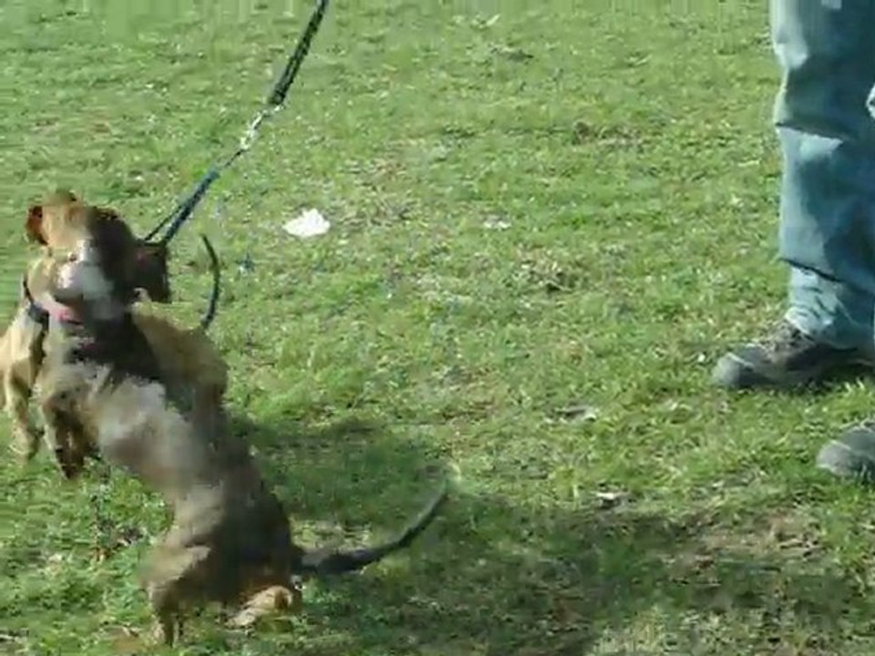 les chiens