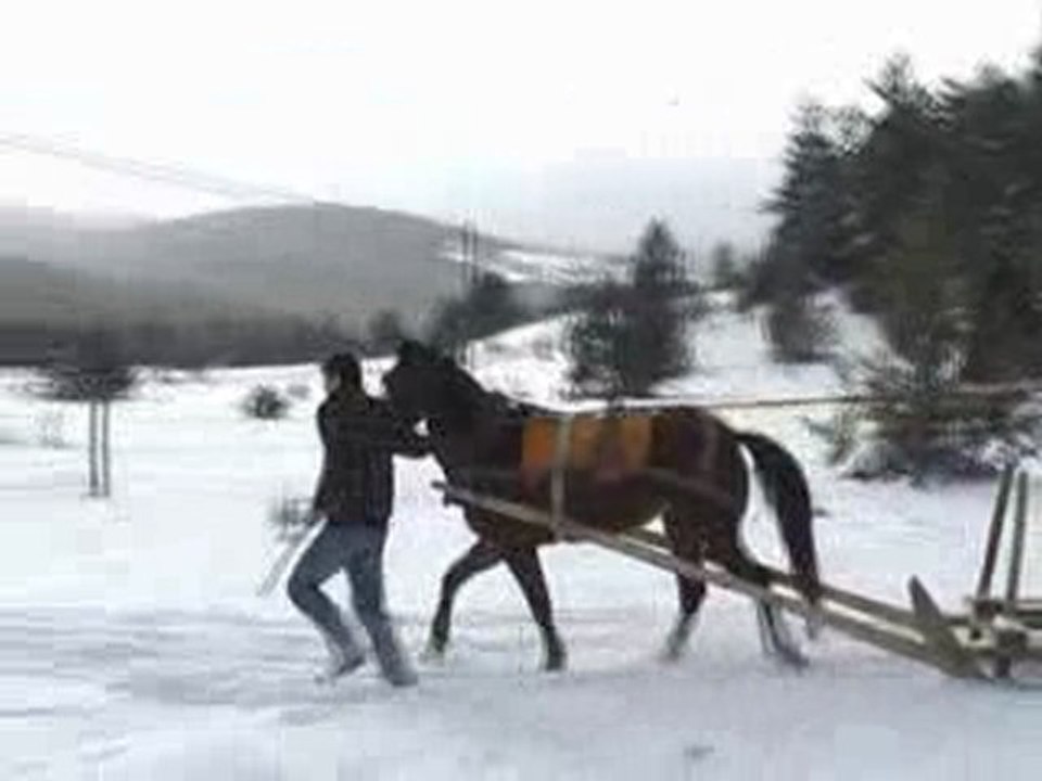 Daday At çiftligi "kış"