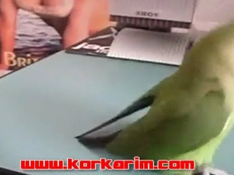 Yok böyle bişey | korkarim.com