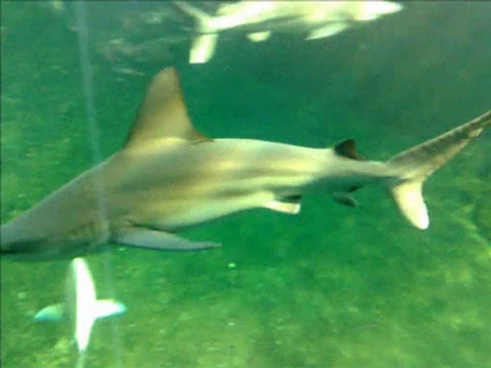 Boulogne sur Mer Nausicaa 2010 part 2