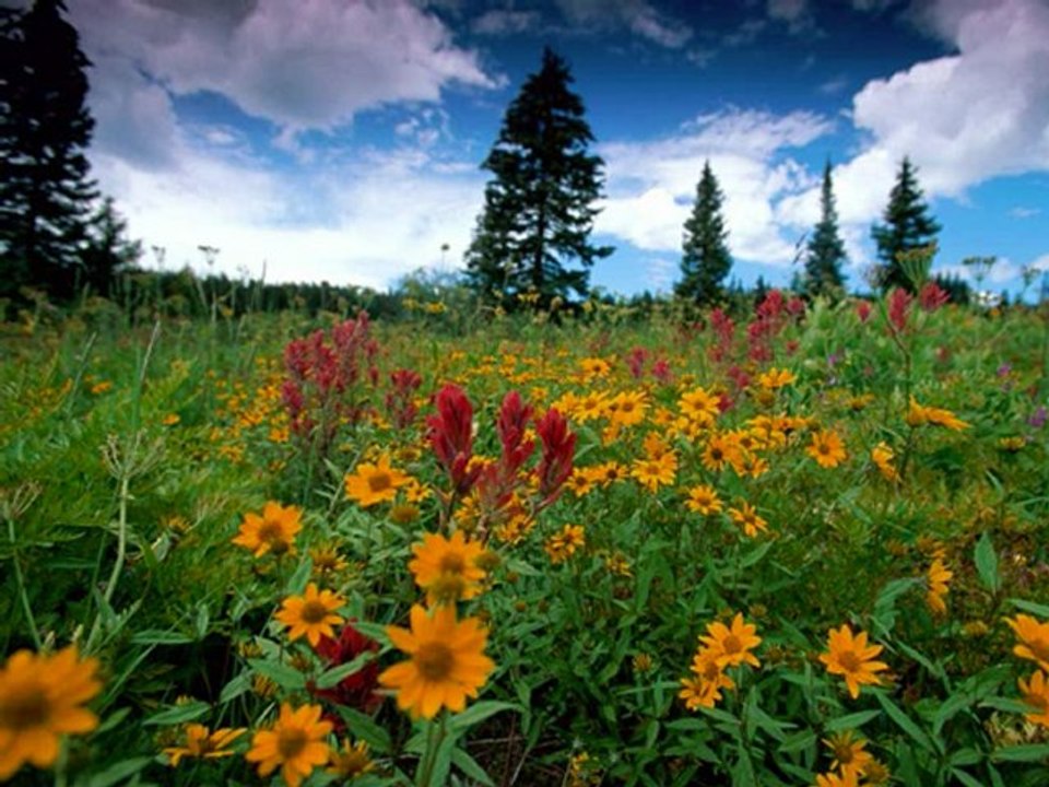 cher amie (toutes mes excuses)