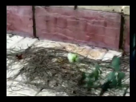 {{Muhabbet - Sie Liegt In Meinen Armen : : PlayBack McACeMaL}} [HQ]