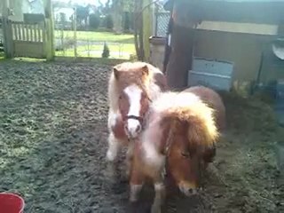 mes poon's en plein delire lol