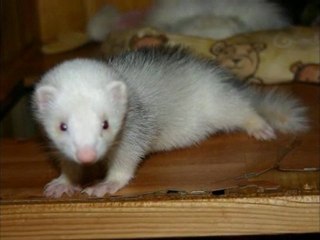 6 mois d'une vie de furets