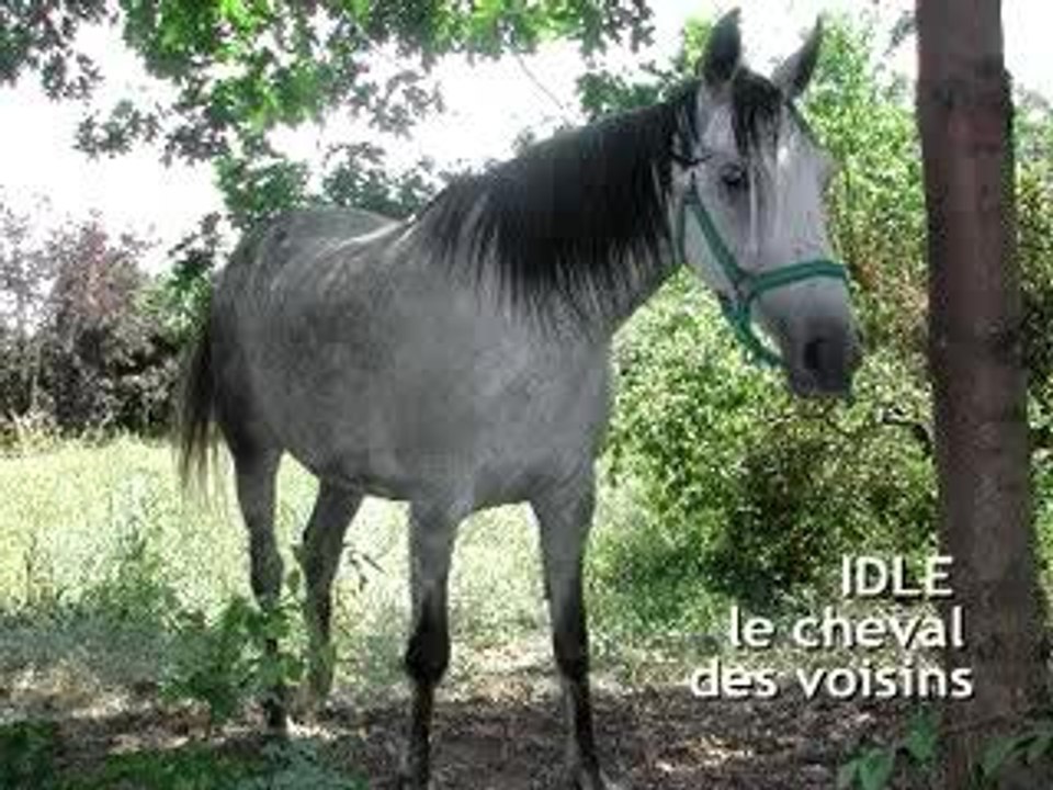 Cheval