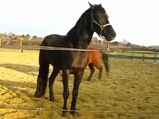 Ulys et Basile Jouent