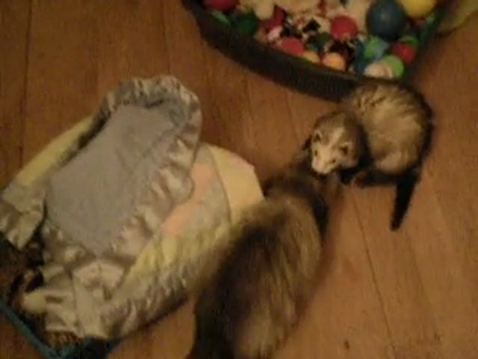 mes furet lycan et aya qui joue