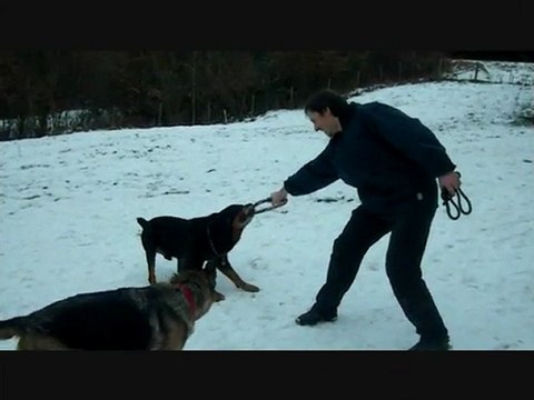 Les chiens du refuges des Amis des Bêtes à Aix les Bains