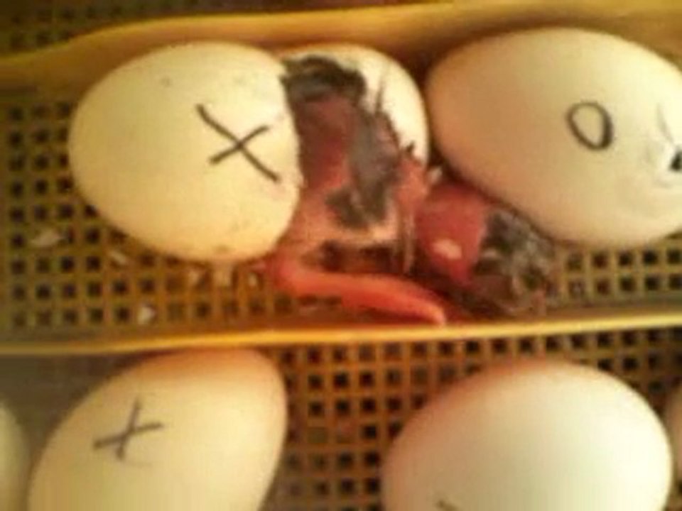 naissance des poussin dans une couveuse maison 5