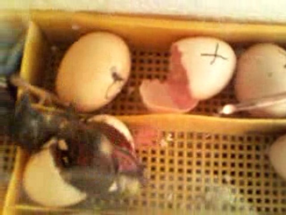 naissance des poussin dans une couveuse maison 6