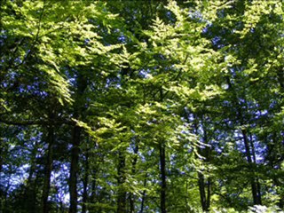 SRI AUROBINDO 30-1-2010 Canalisation part1.2