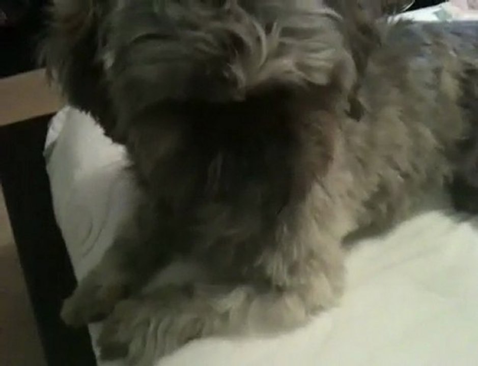 Dodi