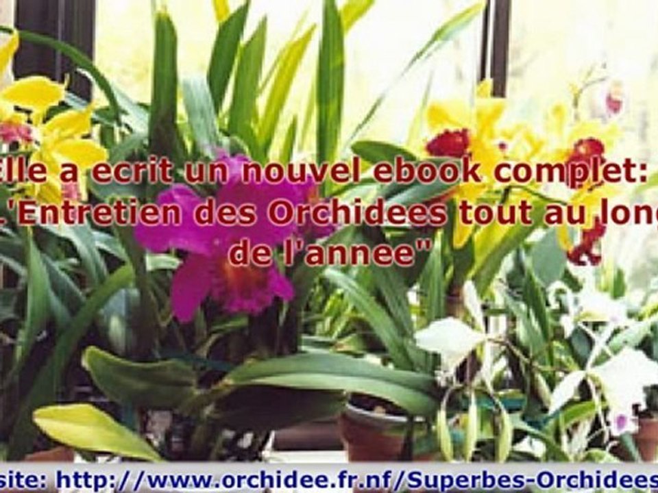 Entretien des Orchidees