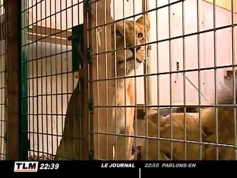 3 lions sauvés d'un cirque à Lyon