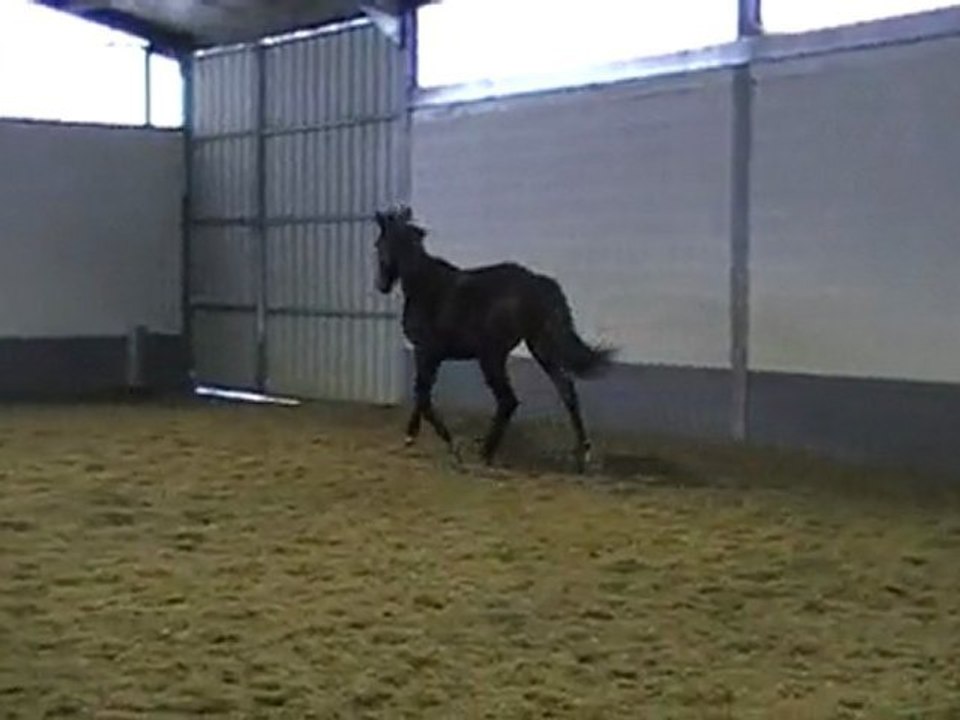 Isy Boy de l'Espoir sur un oxer