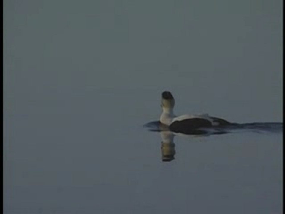 Somateria mollissima