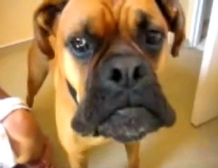 Un chien qui sourit !
