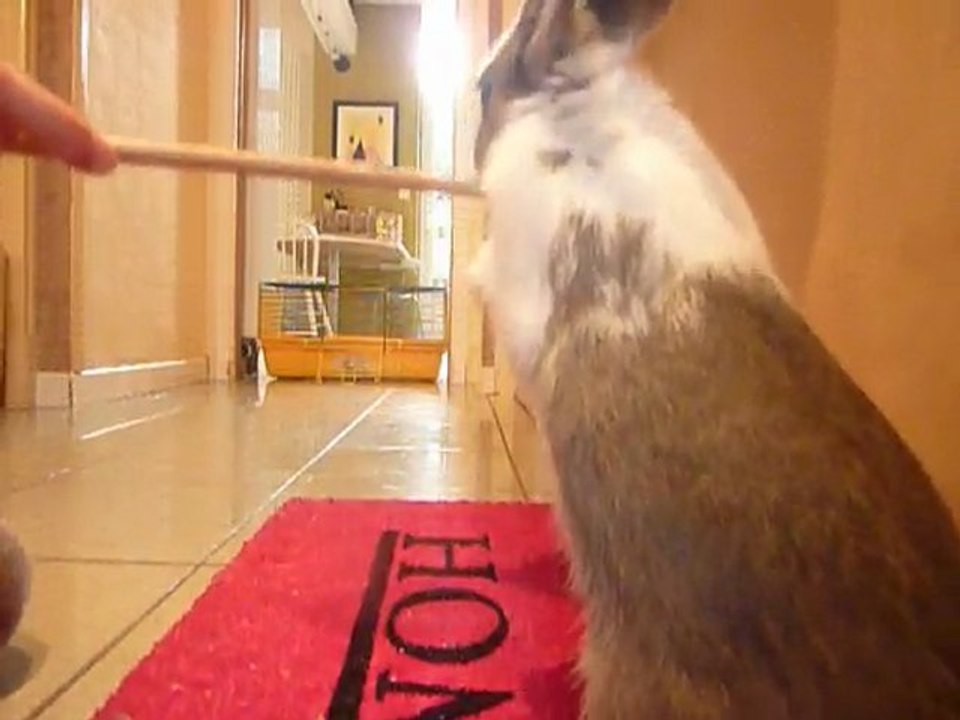 Début de la levade <3.