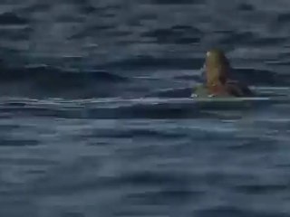 Somateria spectabilis