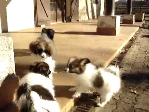 Les Phalènes de la Vallée des Secrets