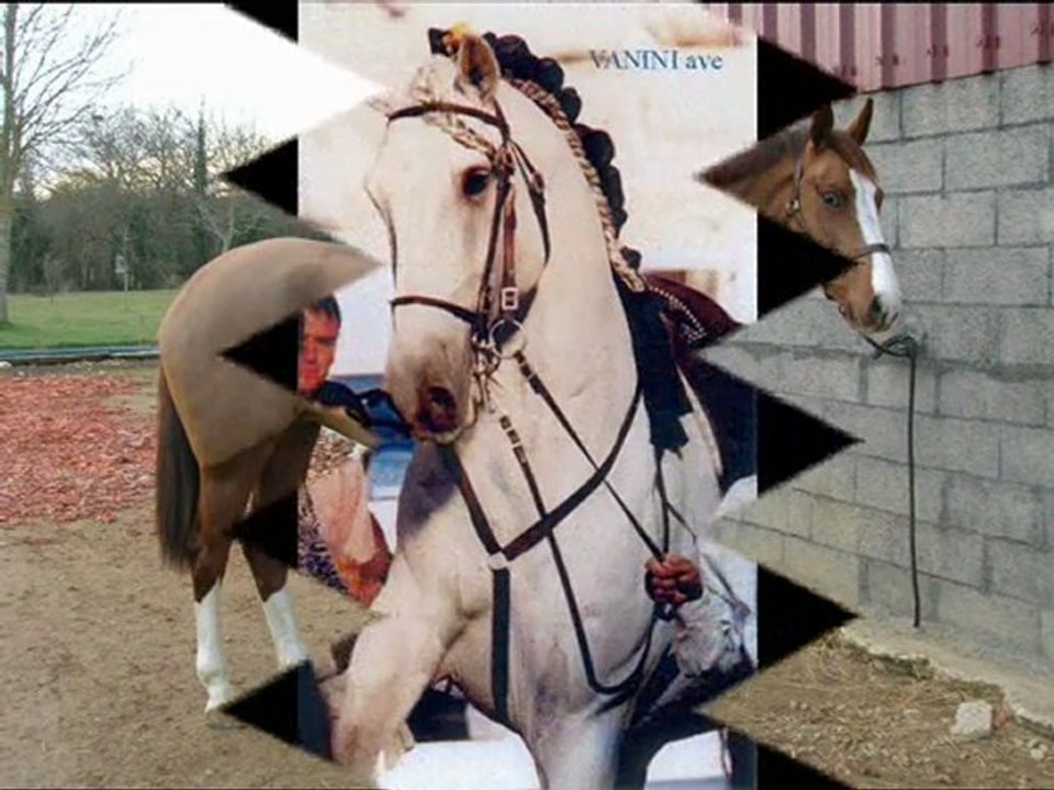 Race de chevaux