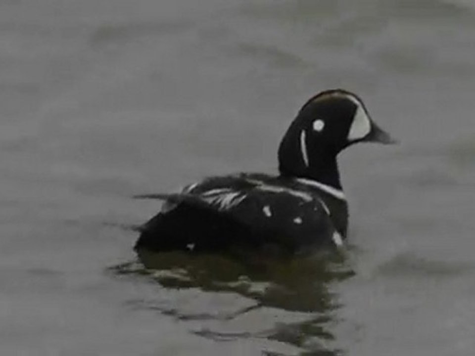 Histrionicus histrionicus